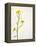 White Mustard, Mustard, Sinapis Alba, Stalk, Blossoms, Yellow-Axel Killian-Framed Premier Image Canvas