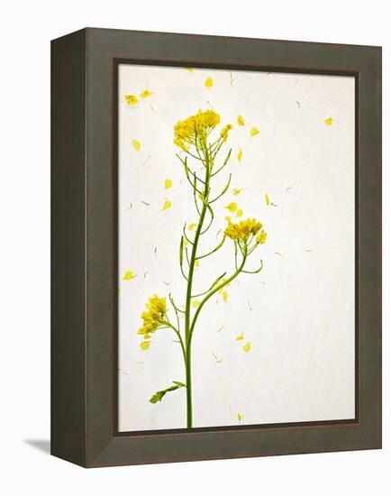 White Mustard, Mustard, Sinapis Alba, Stalk, Blossoms, Yellow-Axel Killian-Framed Premier Image Canvas