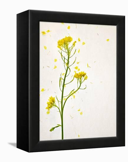 White Mustard, Mustard, Sinapis Alba, Stalk, Blossoms, Yellow-Axel Killian-Framed Premier Image Canvas