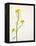 White Mustard, Mustard, Sinapis Alba, Stalk, Blossoms, Yellow-Axel Killian-Framed Premier Image Canvas