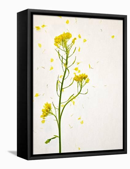 White Mustard, Mustard, Sinapis Alba, Stalk, Blossoms, Yellow-Axel Killian-Framed Premier Image Canvas