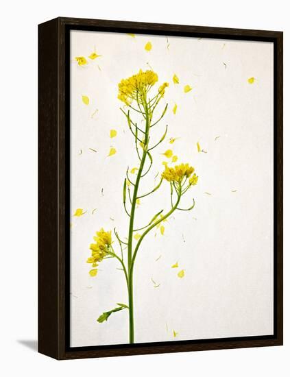 White Mustard, Mustard, Sinapis Alba, Stalk, Blossoms, Yellow-Axel Killian-Framed Premier Image Canvas