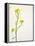 White Mustard, Mustard, Sinapis Alba, Stalk, Blossoms, Yellow-Axel Killian-Framed Premier Image Canvas