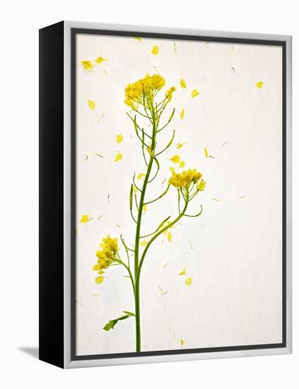 White Mustard, Mustard, Sinapis Alba, Stalk, Blossoms, Yellow-Axel Killian-Framed Premier Image Canvas