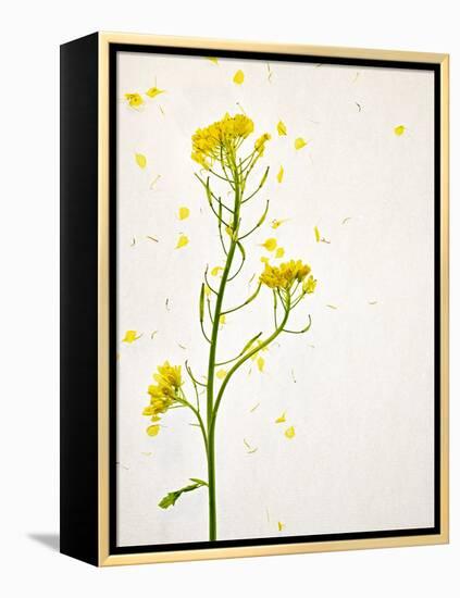 White Mustard, Mustard, Sinapis Alba, Stalk, Blossoms, Yellow-Axel Killian-Framed Premier Image Canvas