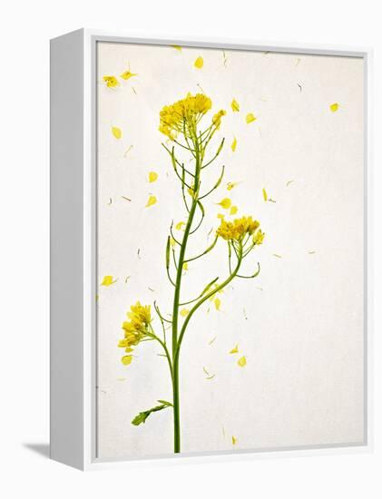 White Mustard, Mustard, Sinapis Alba, Stalk, Blossoms, Yellow-Axel Killian-Framed Premier Image Canvas