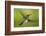 White-necked Jacobin (Florisuga mellivora) (Collared Hummingbird), Boca Tapada, Costa Rica-Matthew Williams-Ellis-Framed Photographic Print