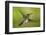 White-necked Jacobin (Florisuga mellivora) (Collared Hummingbird), Boca Tapada, Costa Rica-Matthew Williams-Ellis-Framed Photographic Print