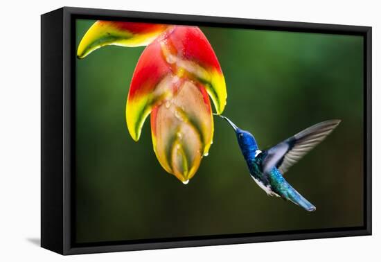 White-necked Jacobin (Florisuga mellivora) (Collared Hummingbird), Boca Tapada, Costa Rica-Matthew Williams-Ellis-Framed Premier Image Canvas