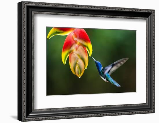 White-necked Jacobin (Florisuga mellivora) (Collared Hummingbird), Boca Tapada, Costa Rica-Matthew Williams-Ellis-Framed Photographic Print