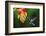 White-necked Jacobin (Florisuga mellivora) (Collared Hummingbird), Boca Tapada, Costa Rica-Matthew Williams-Ellis-Framed Photographic Print