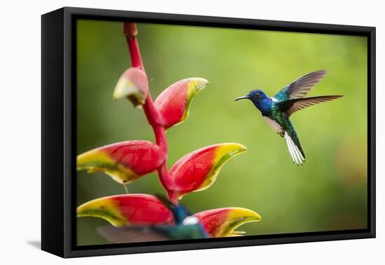 White-necked Jacobin (Florisuga mellivora) (Collared Hummingbird), Boca Tapada, Costa Rica-Matthew Williams-Ellis-Framed Premier Image Canvas