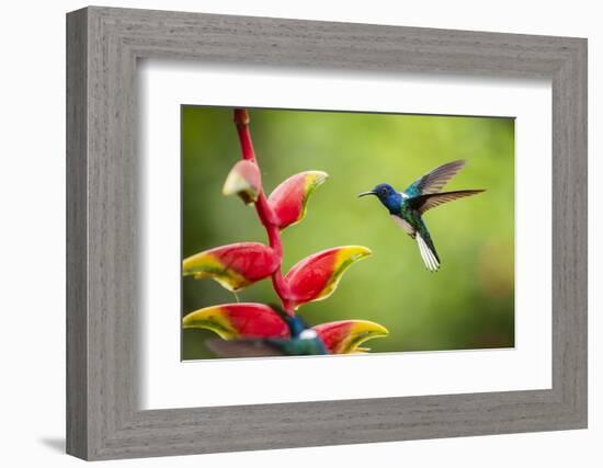 White-necked Jacobin (Florisuga mellivora) (Collared Hummingbird), Boca Tapada, Costa Rica-Matthew Williams-Ellis-Framed Photographic Print
