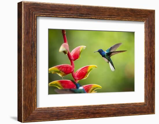 White-necked Jacobin (Florisuga mellivora) (Collared Hummingbird), Boca Tapada, Costa Rica-Matthew Williams-Ellis-Framed Photographic Print