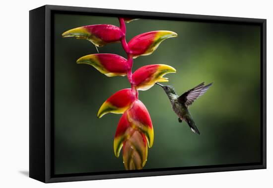 White-necked Jacobin (Florisuga mellivora) (Collared Hummingbird), Boca Tapada, Costa Rica-Matthew Williams-Ellis-Framed Premier Image Canvas