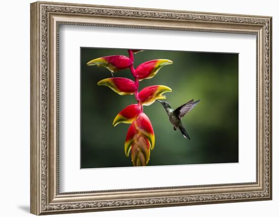 White-necked Jacobin (Florisuga mellivora) (Collared Hummingbird), Boca Tapada, Costa Rica-Matthew Williams-Ellis-Framed Photographic Print