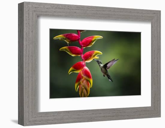 White-necked Jacobin (Florisuga mellivora) (Collared Hummingbird), Boca Tapada, Costa Rica-Matthew Williams-Ellis-Framed Photographic Print