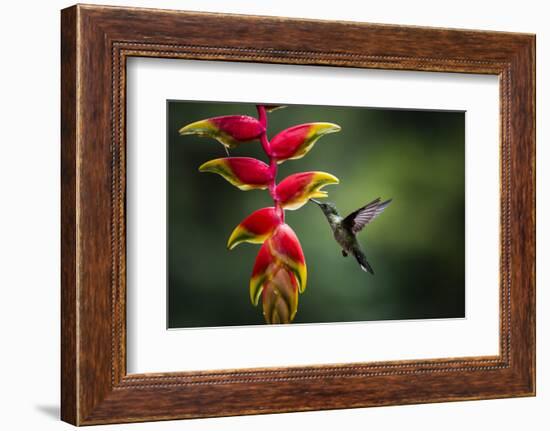 White-necked Jacobin (Florisuga mellivora) (Collared Hummingbird), Boca Tapada, Costa Rica-Matthew Williams-Ellis-Framed Photographic Print