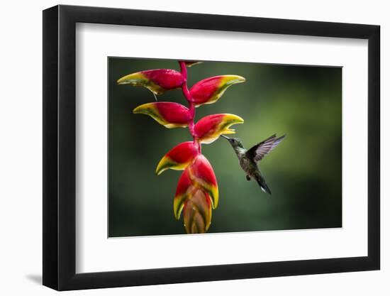 White-necked Jacobin (Florisuga mellivora) (Collared Hummingbird), Boca Tapada, Costa Rica-Matthew Williams-Ellis-Framed Photographic Print