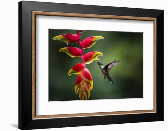 White-necked Jacobin (Florisuga mellivora) (Collared Hummingbird), Boca Tapada, Costa Rica-Matthew Williams-Ellis-Framed Photographic Print