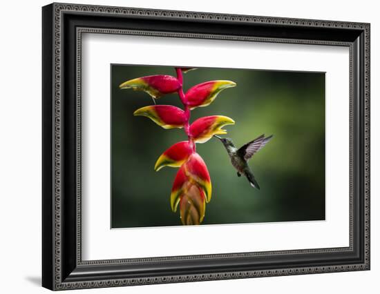 White-necked Jacobin (Florisuga mellivora) (Collared Hummingbird), Boca Tapada, Costa Rica-Matthew Williams-Ellis-Framed Photographic Print