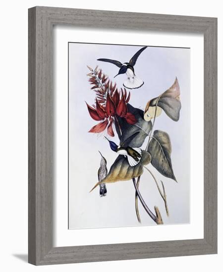 White-Necked Jacobin (Florisuga Mellivora)-John Gould-Framed Giclee Print