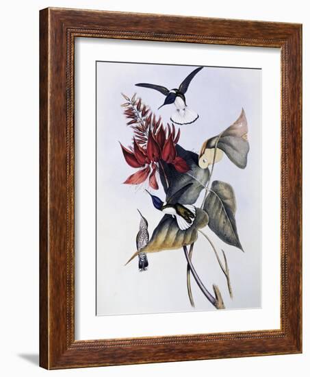 White-Necked Jacobin (Florisuga Mellivora)-John Gould-Framed Giclee Print