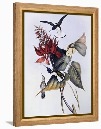 White-Necked Jacobin (Florisuga Mellivora)-John Gould-Framed Premier Image Canvas
