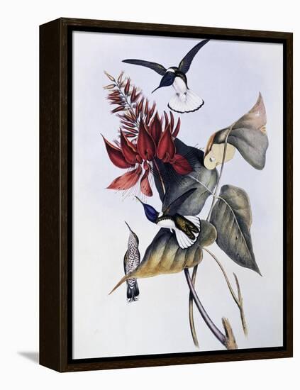 White-Necked Jacobin (Florisuga Mellivora)-John Gould-Framed Premier Image Canvas