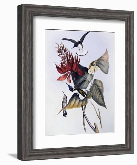 White-Necked Jacobin (Florisuga Mellivora)-John Gould-Framed Giclee Print