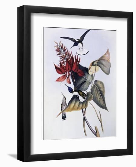 White-Necked Jacobin (Florisuga Mellivora)-John Gould-Framed Giclee Print