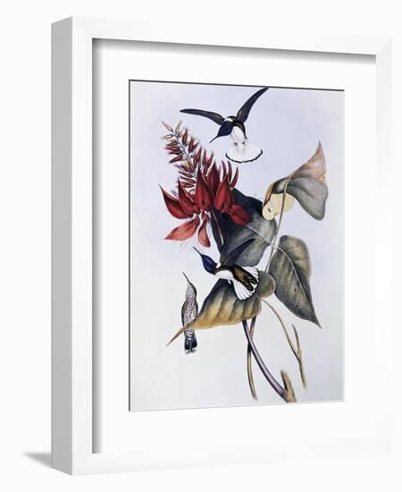 White-Necked Jacobin (Florisuga Mellivora)-John Gould-Framed Giclee Print