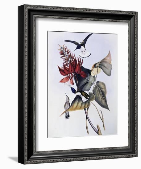 White-Necked Jacobin (Florisuga Mellivora)-John Gould-Framed Giclee Print