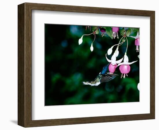 White-Necked Jacobin Hummingbird on Flower Nectar, Rancho Naturalista, Costa Rica-Cindy Miller Hopkins-Framed Photographic Print