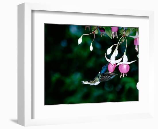 White-Necked Jacobin Hummingbird on Flower Nectar, Rancho Naturalista, Costa Rica-Cindy Miller Hopkins-Framed Photographic Print