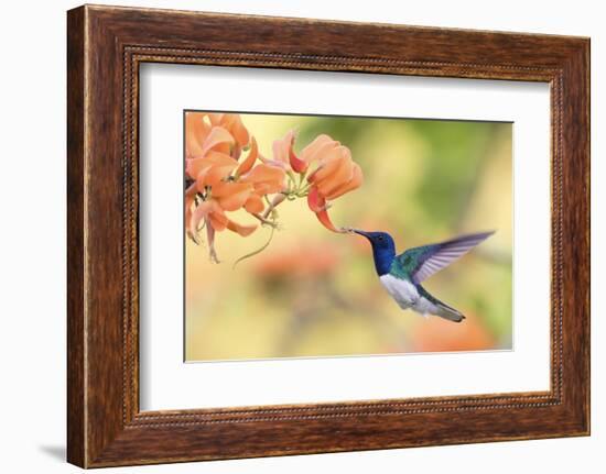 White-Necked Jacobin-Ken Archer-Framed Photographic Print