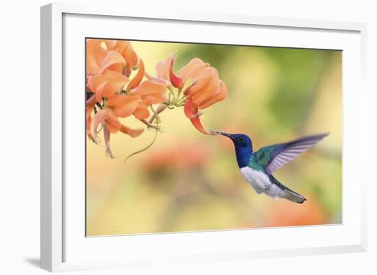 White-Necked Jacobin-Ken Archer-Framed Photographic Print