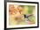 White-Necked Jacobin-Ken Archer-Framed Photographic Print