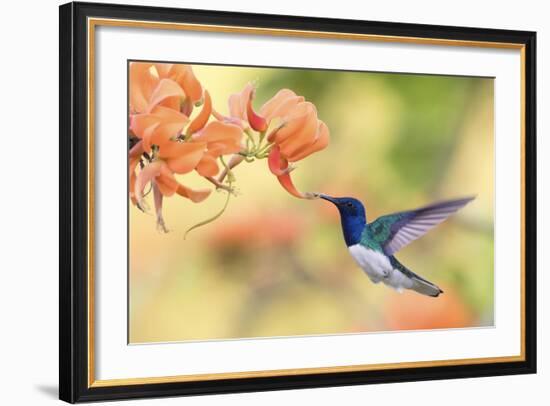 White-Necked Jacobin-Ken Archer-Framed Photographic Print