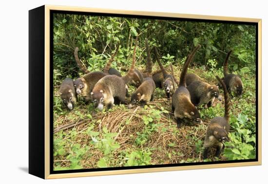 White-Nosed Coatimundi Group-null-Framed Premier Image Canvas