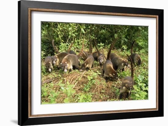 White-Nosed Coatimundi Group-null-Framed Photographic Print