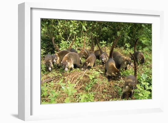 White-Nosed Coatimundi Group-null-Framed Photographic Print