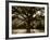 White Oak Tree, Great Smoky Mountains National Park, Cades Cove, Tennessee, USA-Adam Jones-Framed Photographic Print