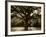 White Oak Tree, Great Smoky Mountains National Park, Cades Cove, Tennessee, USA-Adam Jones-Framed Photographic Print