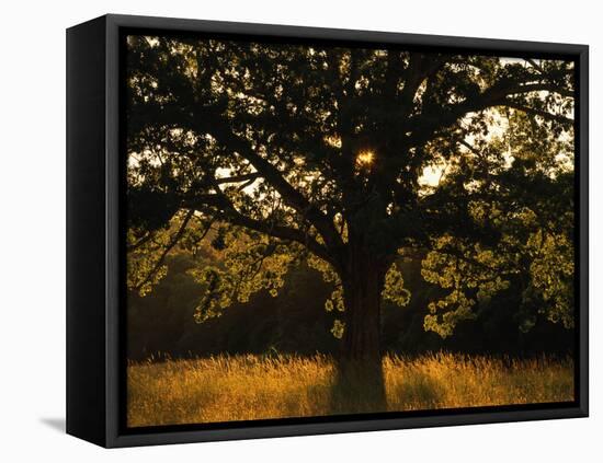 White Oak Tree, Great Smoky Mountains National Park, Cades Cove, Tennessee, USA-Adam Jones-Framed Premier Image Canvas