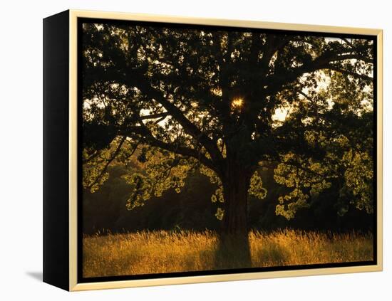 White Oak Tree, Great Smoky Mountains National Park, Cades Cove, Tennessee, USA-Adam Jones-Framed Premier Image Canvas