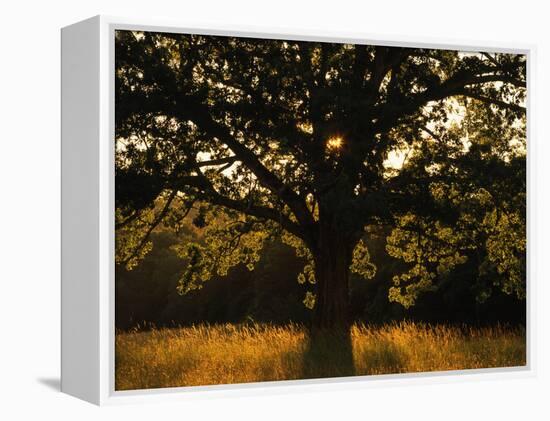 White Oak Tree, Great Smoky Mountains National Park, Cades Cove, Tennessee, USA-Adam Jones-Framed Premier Image Canvas