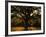 White Oak Tree, Great Smoky Mountains National Park, Cades Cove, Tennessee, USA-Adam Jones-Framed Photographic Print