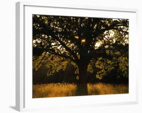 White Oak Tree, Great Smoky Mountains National Park, Cades Cove, Tennessee, USA-Adam Jones-Framed Photographic Print