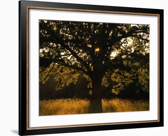 White Oak Tree, Great Smoky Mountains National Park, Cades Cove, Tennessee, USA-Adam Jones-Framed Photographic Print